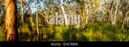 Scribbly Gum & Grass Trees in forest, Moreton Island, Queensland, Australia Stock Photo