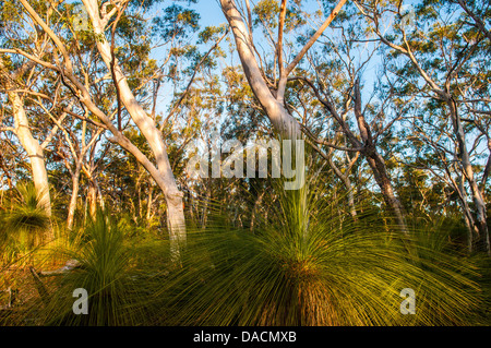 Scribbly Gum & Grass Trees in forest, Moreton Island, Queensland, Australia Stock Photo