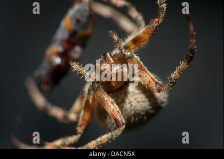 orb weaving spider (Neoscona crucifera ) super close up macro shot showing its eyes and face. Stock Photo