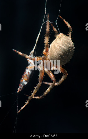 orb weaving spider (Neoscona crucifera ) wrapping an insect in its web. Stock Photo