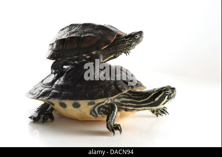 Stack of two turtles, smaller one on top of a larger one. Stock Photo