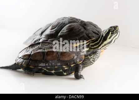 Two striped turtles on a white background. One is larger than the other. Stock Photo