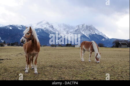 Pferde stehen am Donnerstag (15.12.2011) in der Nähe von Garmisch-Partenkirchen auf einer Wiese, während im Hintergrund die Zugspitze zu sehen ist. Für die Jahreszeit liegt in Bayern ungewöhnlich wenig Schnee. Foto: Tobias Hase dpa/lby Stock Photo