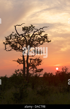 A mopane tree silhouetted against the sunset, north of Letaba rest camp, Kruger National Park, South Africa. Stock Photo