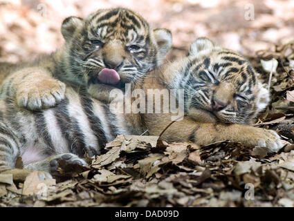 FILE - An archive picture dated 25 May 2011 shows the tiger twins 'Asim' and 'Taru' at the zoo in Frankfurt/Main, Germany. In 2011, animals caused some curious news in Hesse. Some of their actions caused surprise, pleased zoo-goers or initiated  traffic chaos. Photo: Boris Roessler Stock Photo
