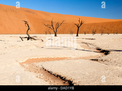 Dried mud pan with ancient camelthorn trees, Dead Vlei, Namib Desert, Namib Naukluft Park, Namibia Stock Photo
