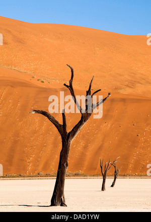 Dead camelthorn trees of the Namib Desert at Dead Vlei, Namib Desert, Namib Naukluft Park, Namibia Stock Photo