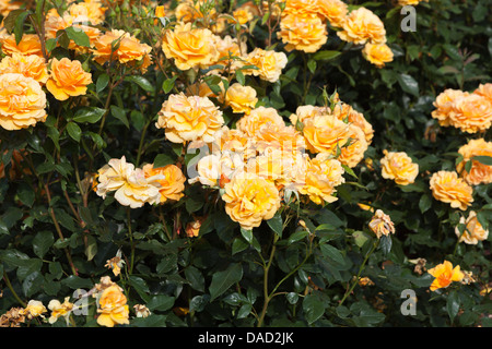 Rosa 'Golden Beauty', Korberbeni - orange to yellow rose, at the Royal Horticultural Gardens at Wisley, Surrey Stock Photo