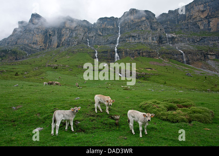 Young cows grazing in the mountains. Ordesa National Park. Pyrenees. Aragón. Spain Stock Photo