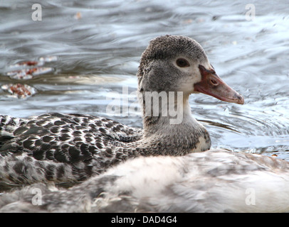 Detailed close up a juvenile Muscovy Duck (Cairina moschata) swimming Stock Photo