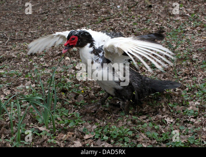 Detailed close up a  mature male Muscovy Duck (Cairina moschata) flapping his wings  (9 images in series) Stock Photo