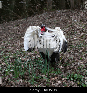 Detailed close up a  mature male Muscovy Duck (Cairina moschata) flapping his wings  (9 images in series) Stock Photo