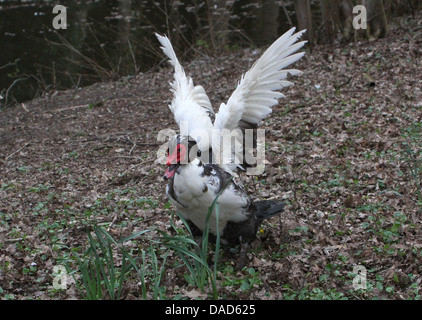 Detailed close up a  mature male Muscovy Duck (Cairina moschata) flapping his wings  (9 images in series) Stock Photo