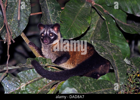 Common palm civet, Asian palm civet (Paradoxurus hermaphroditus), sittin on a tree, Malaysia, Sabah, Sungai Kinabatangan Stock Photo