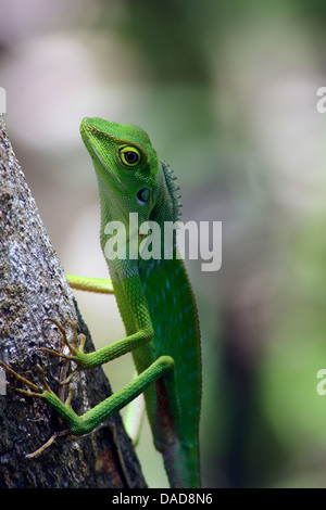 Green Crested Lizard (Bronchocela cristatella), sitting at a tree trunk, Malaysia, Sabah, Danum Valley Stock Photo
