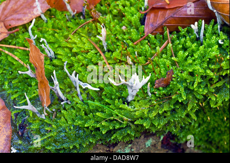 candlesnuff fungus (Xylaria hypoxylon), on a tree snag of beech with Hypnum cupressiforme, Germany, Lower Saxony, Osterholz Stock Photo