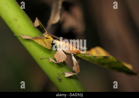 Javan Leaf-Insect, leaf insect (Phyllium bioculatum, Phyllium pulchrifolium), sitting on a sprout, Malaysia, Sabah, Danum Valley Stock Photo