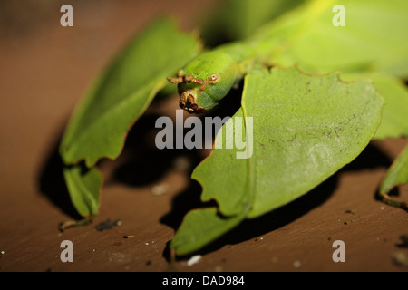 Javan Leaf-Insect, leaf insect (Phyllium bioculatum, Phyllium pulchrifolium), portrait, Malaysia, Sabah, Danum Valley Stock Photo