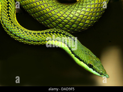 parrot snake (Leptophis diplotropis), portrait, Mexico Stock Photo