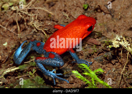 strawberry poison-arrrow frog, red-and-blue poison-arrow frog, flaming poison-arrow frog, Blue Jeans Poison Dart Frog (Dendrobates pumilio), sitting on forest ground, Costa Rica Stock Photo