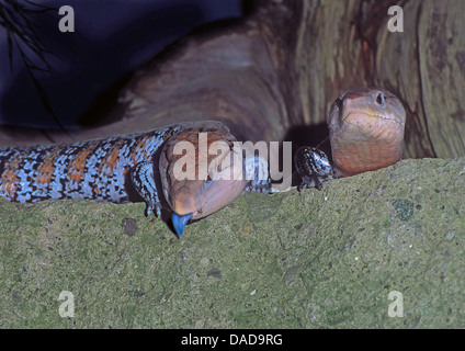 Eastern Blue-tongued Lizard (Tiliqua scincoides), two animals sitting on stone with on sticking out its blue tongue, Australia Stock Photo