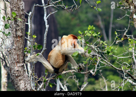 proboscis monkey (Nasalis larvatus), sitting on a tree, Malaysia, Sarawak, Bako National Park Stock Photo