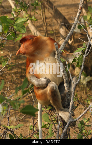 proboscis monkey (Nasalis larvatus), sitting on a tree, Malaysia, Sarawak, Bako National Park Stock Photo