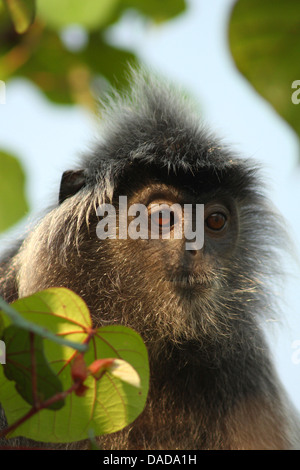 Silvered leaf monkey (Presbytis cristata, Trachypithecus cristatus), portrait, Malaysia, Sarawak, Bako National Park Stock Photo