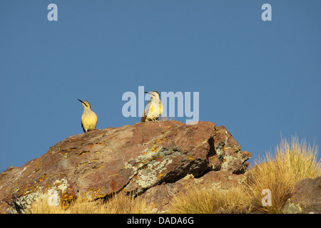 Andean flicker (Colaptes rupicola), couple sitting on a rock, Chile, Norte Grande, Lauca National Park Stock Photo
