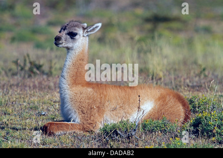 guanaco (Lama guanicoe), juvenile lying in grass, Chile, Ulitma Esperanza, Torres del Paine National Park Stock Photo