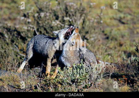 Gray zorro, Argentine gray fox, South American gray fox (Dusicyon griseus, Pseudalopex griseus, Lycalopex griseus), playfully fighting, Chile, Ultima Esperanza, Torres del Paine National Park Stock Photo