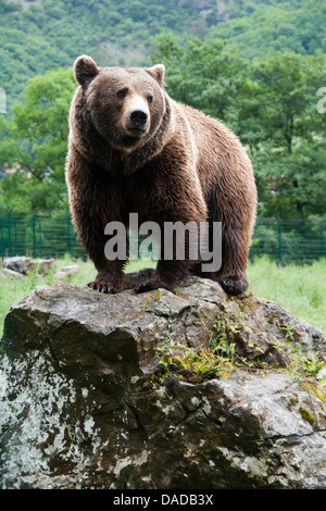 Brown Bear in Asturias/Spain.   Oso in Asturias.   Braunbär in der spanischen Region Asturien. Stock Photo