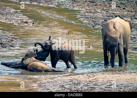 Forest elephant, African elephant (Loxodonta cyclotis, Loxodonta africana cyclotis), infants playing in a muddy pool, Central African Republic, Sangha-Mbaere, Dzanga-Sangha Stock Photo