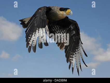 common caracara (Polyborus plancus), flying, USA, Florida Stock Photo