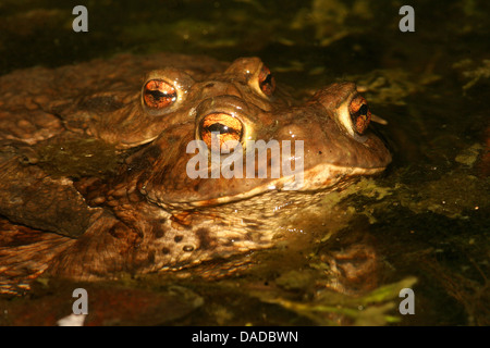 European common toad (Bufo bufo), couple mating at the water surface, Germany Stock Photo