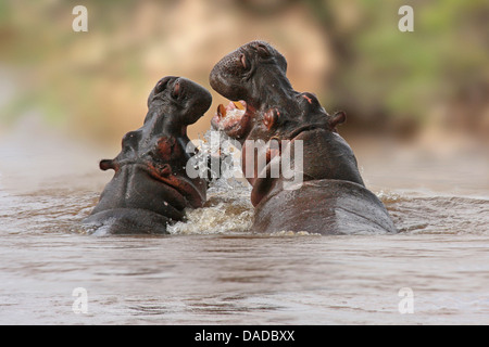 hippopotamus, hippo, Common hippopotamus (Hippopotamus amphibius), fighting in water with open mouth, Kenya Stock Photo