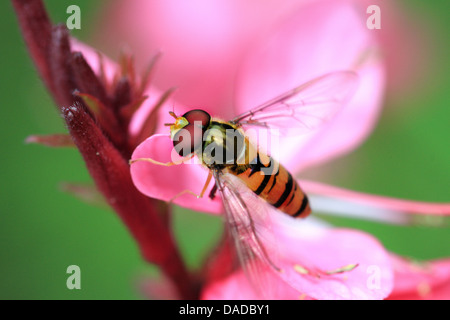 Marmalade hoverfly (Episyrphus balteatus), sitting on a pink flower, Germany Stock Photo