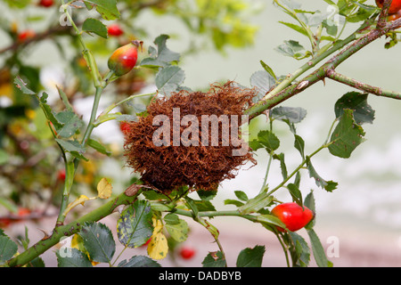 mossy rose gall wasp, bedeguar gall wasp (Diplolepis rosae), at a wild rose, Germany Stock Photo