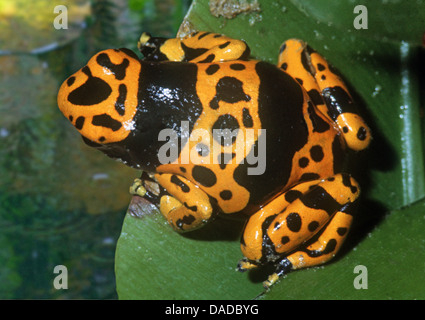 yellow-banded poison dart frog, yellow banded poison frog, bumble bee poison arrow frog (Dendrobates leucomelas), sitting on a leaf Stock Photo