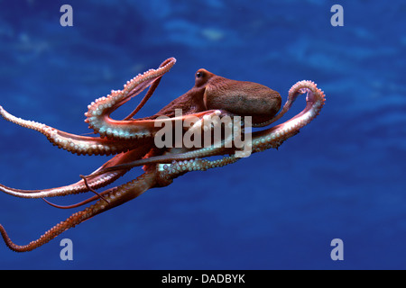 common octopus, common Atlantic octopus, common European octopus (Octopus vulgaris), swimming Stock Photo