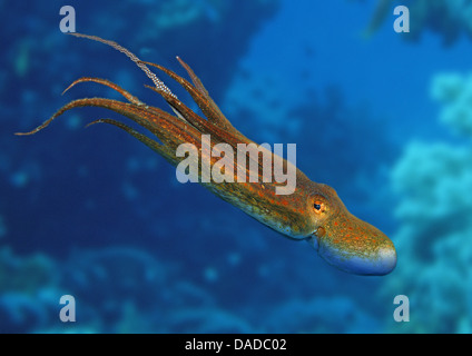 common octopus, common Atlantic octopus, common European octopus (Octopus vulgaris), swimming Stock Photo