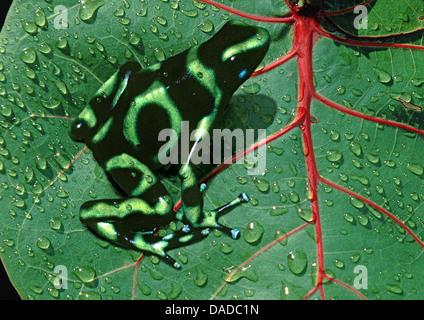 green &amp; black poison-arrow frog, green &amp; black poison frog (Dendrobates auratus), sitting on a leaf, Nicaragua Stock Photo