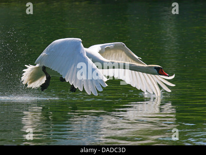 mute swan (Cygnus olor), starting from water, Germany Stock Photo