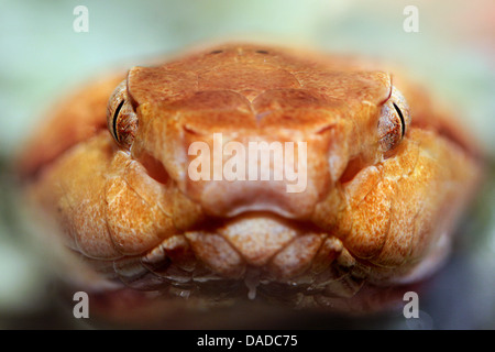 rattlesnake (Crotalus spec.), portrait, pit organs, USA Stock Photo