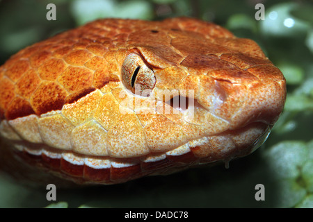 rattlesnake (Crotalus spec.), portrait, pit organs, USA Stock Photo