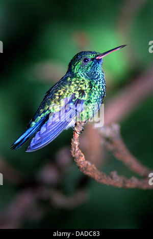 violet sabrewing (Campylopterus hemileucurus), sitting on a branch, Costa Rica