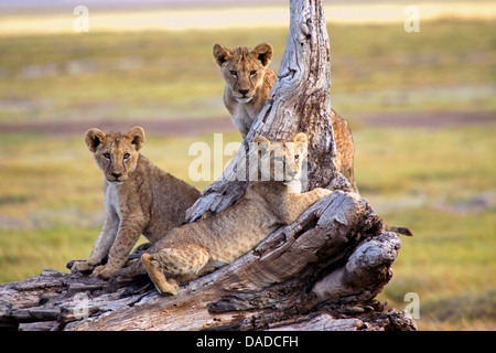 lion (Panthera leo), pubs resting on a dead tree, Kenya, Amboseli National Park Stock Photo