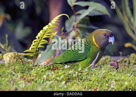 Brem's parrot (Psittacella brehmii), sitting on the ground, Papua New Guinea, Western Highlands , Kumul Lodge Stock Photo