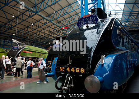 The Great Gathering - six A4 Class locomotives trains on display National Railway Museum York North Yorkshire England UK United Kingdom Great Britain Stock Photo