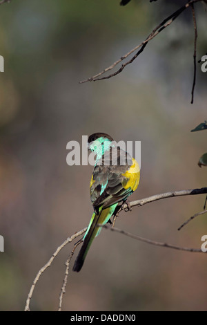 Hooded parakeet, hooded parrot (Psephotus dissimilis), male sitting on a twig, Australia, Northern Territory, Pine Creek Dorf Stock Photo